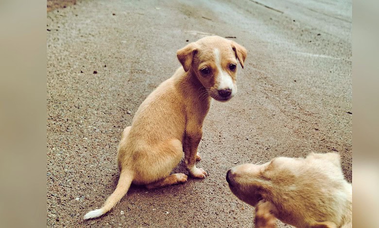 Image shows a stray dog sitting on the side of a road