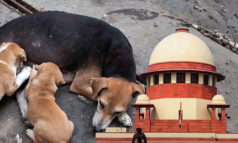 stray dogs SC
