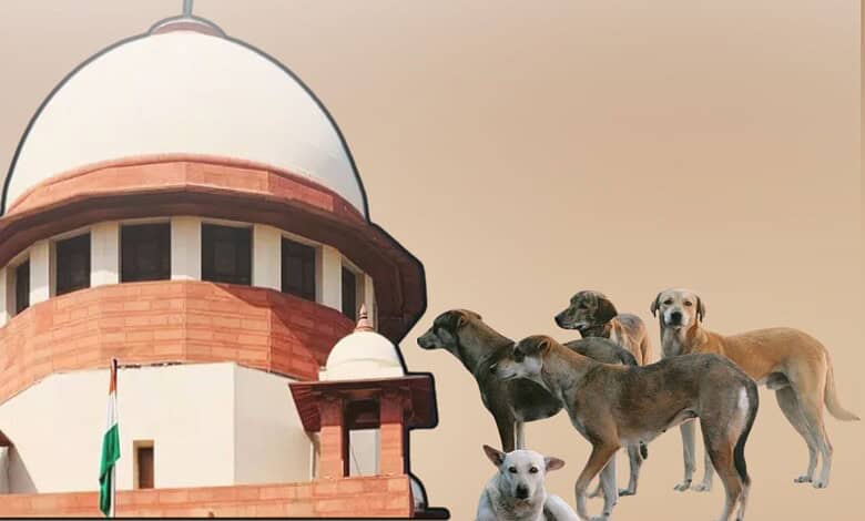States to pay heavy compensation for every stray dog-bite incident: SC