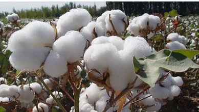 Cotton plants with fluffy white bolls in a sunny field.