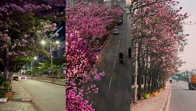 Cherry blossoms in Hyderabad