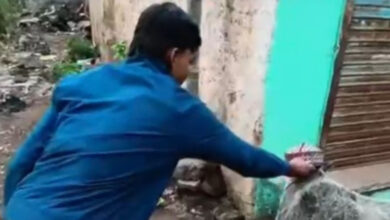 MP minors booked for making cow wear Muslim cap