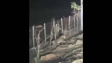 Leopard spotted in Telangana