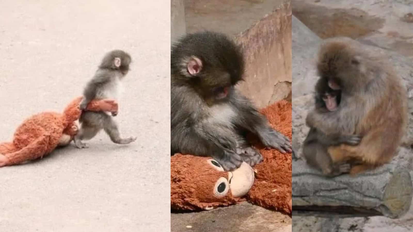 Adorable baby monkey Punch playing with a plush toy, showcasing its playful nature.