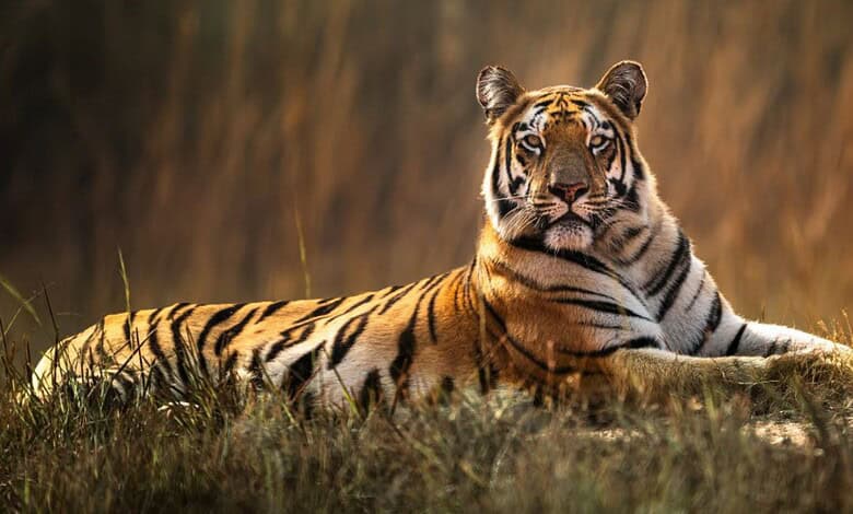 A majestic Bengal tiger lying on the grass with a blurred natural background.
