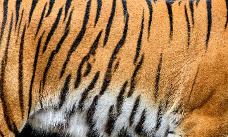 Tiger that terrorised Telangana villages for 2 weeks may be heading home