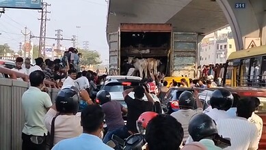 Accident scene showing a truck carrying cows colliding with a car, with onlookers and a chanting crowd in.