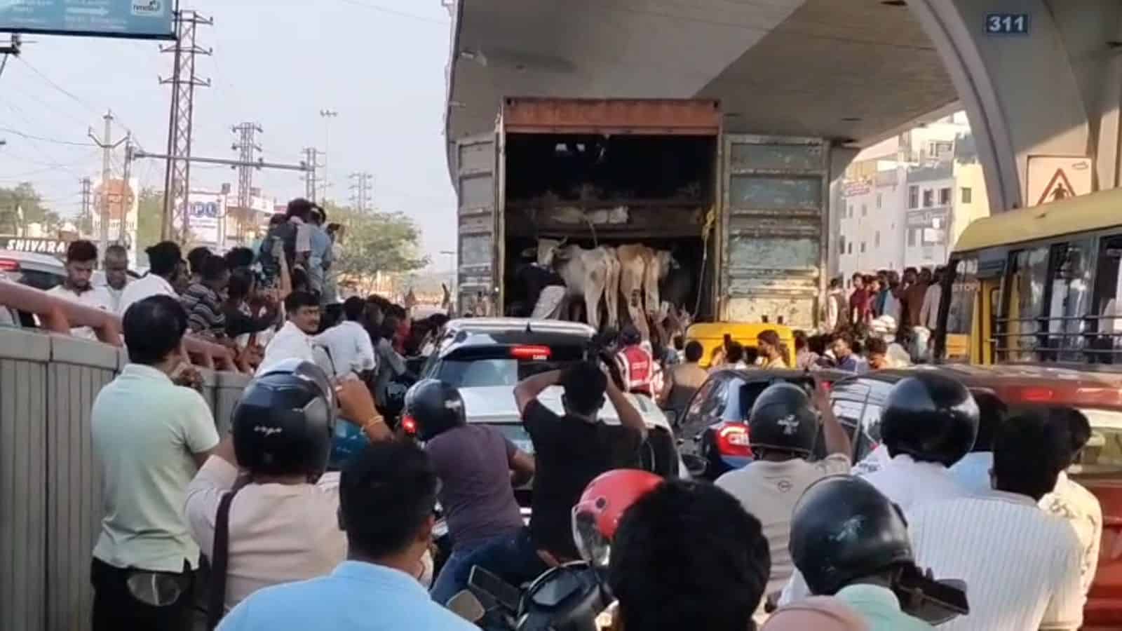 Accident scene showing a truck carrying cows colliding with a car, with onlookers and a chanting crowd in.