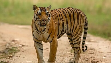 tiger