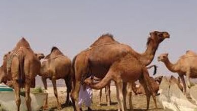 Camels in Saudi Arabia