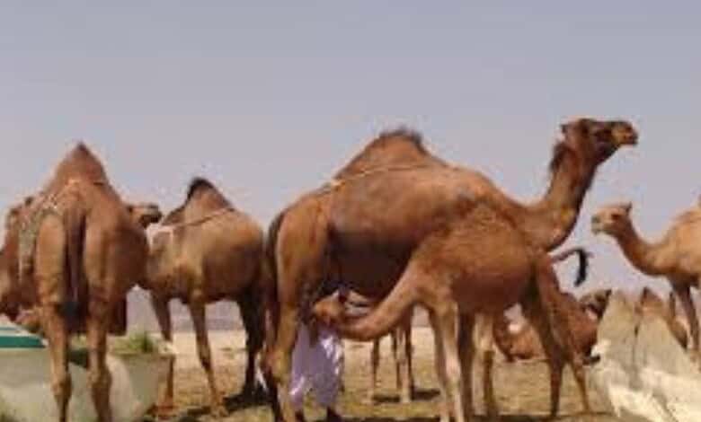 Camels in Saudi Arabia