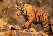 An image of a tiger used for representational purpose