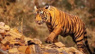 An image of a tiger used for representational purpose
