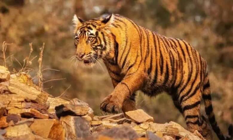 An image of a tiger used for representational purpose