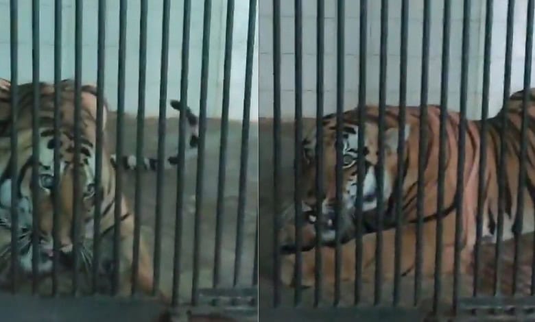Tiger which terrorised Andhra Pradesh villages for six days captured