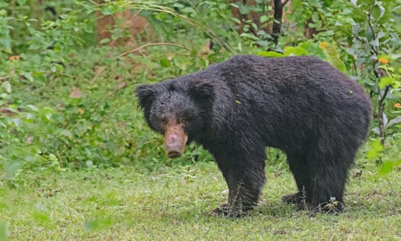 bear