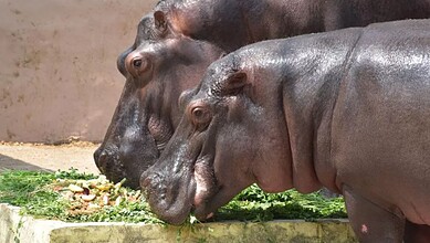 Two hippopotamuses relishing the delicious 5 kg cake made with love by Hyderabad Zoo authorities