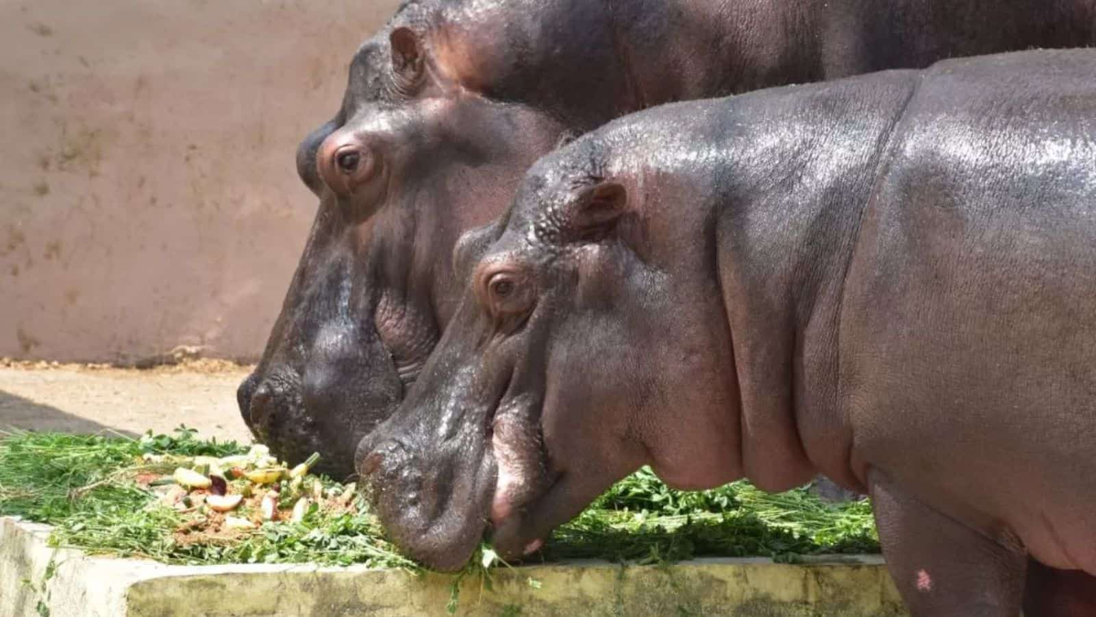 Two hippopotamuses relishing the delicious 5 kg cake made with love by Hyderabad Zoo authorities