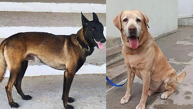 Telangana police dogs Rana and Rado, part of Cyberabad's K9 unit, ready for duty.