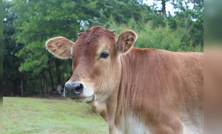 Image shows Brown cow with tan markings and upright ears standing in grassy field with lush green trees in background.