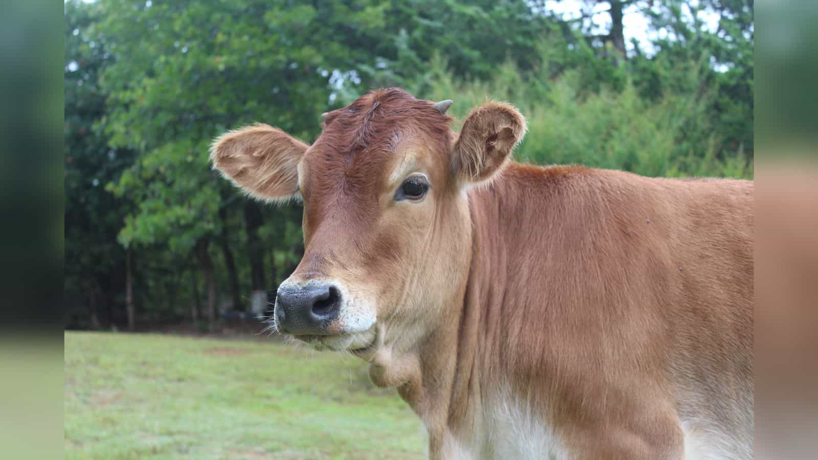 Image shows Brown cow with tan markings and upright ears standing in grassy field with lush green trees in background.