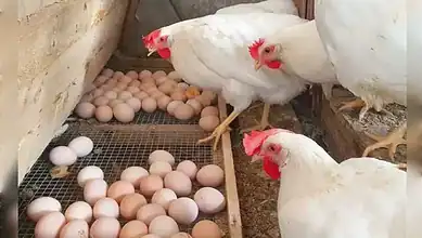 Close-up of hens laying eggs in a farm coop with eggs on the ground and a wire mesh.