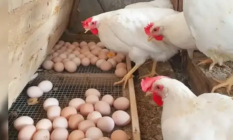 Close-up of hens laying eggs in a farm coop with eggs on the ground and a wire mesh.