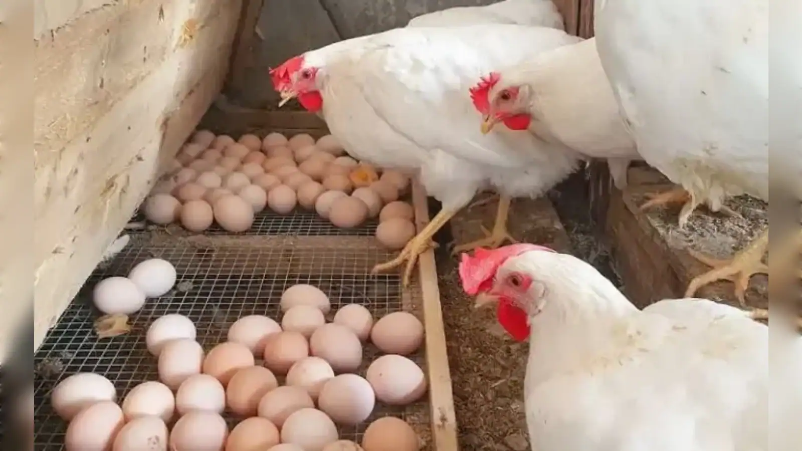 Close-up of hens laying eggs in a farm coop with eggs on the ground and a wire mesh.