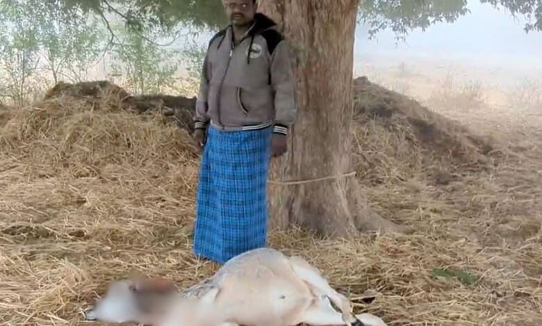 Tiger kills calf in Yadadri Bhuvanagiri village