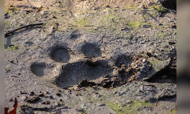 Pug marks of a tiger discovered in Siddipet villages, indicating tiger presence and activity in the.