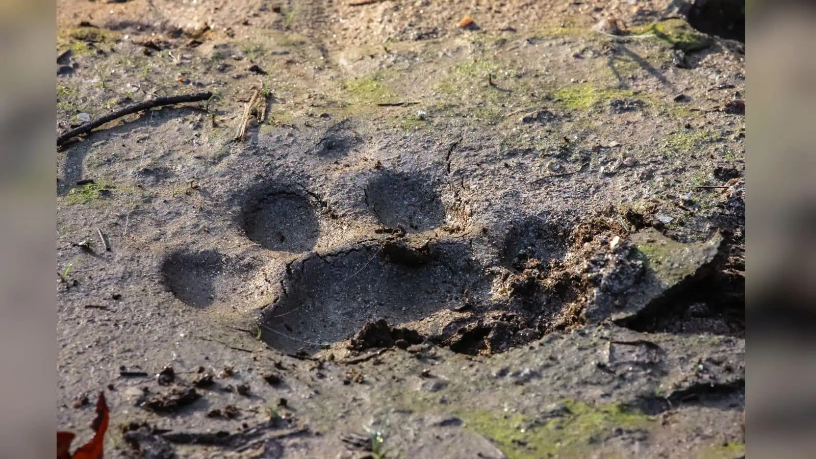 Pug marks of a tiger discovered in Siddipet villages, indicating tiger presence and activity in the.