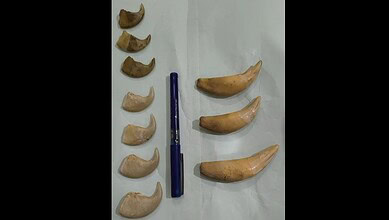 tiger nails, canine teeth