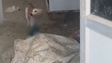 Dog attacking a body at Jadcherla government hospital, raising concerns over animal control and safety.