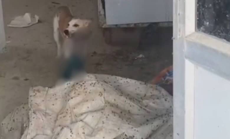 Dog attacking a body at Jadcherla government hospital, raising concerns over animal control and safety.