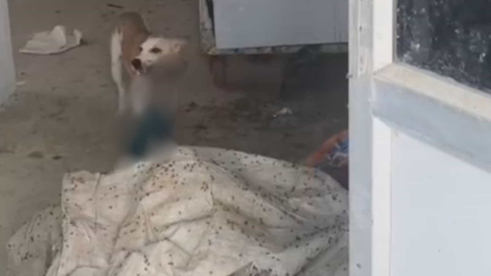 Dog attacking a body at Jadcherla government hospital, raising concerns over animal control and safety.