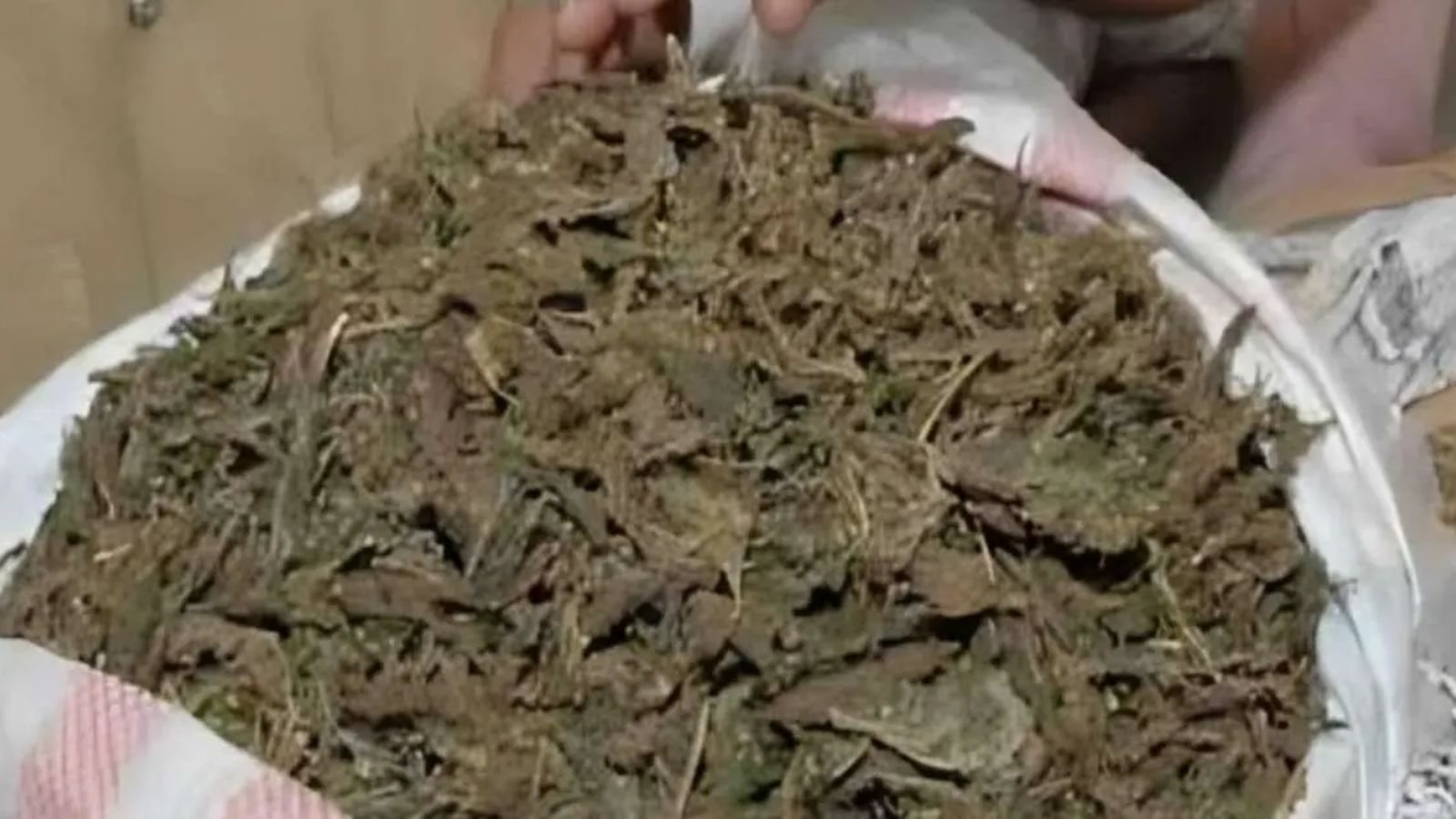 Three held in Bhadradri Kothagudem district for illegally transporting Ganja from AP to Hyderabad.