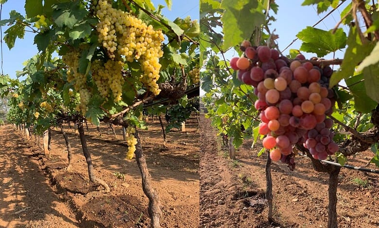 The images show grapes being cultivated at the Grapes Research Center in Rajendranagar.