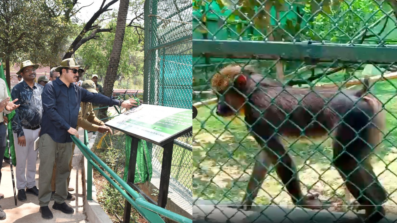 Mandrills debut at Hyderabad's Nehru Zoological Park after animal exxhange