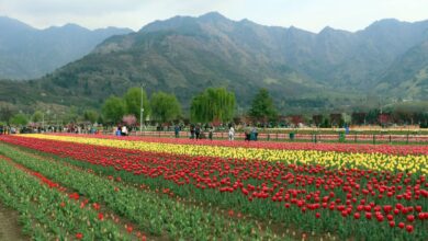 Asia's largest tulip garden in Kashmir opens with 1.8 million blooms