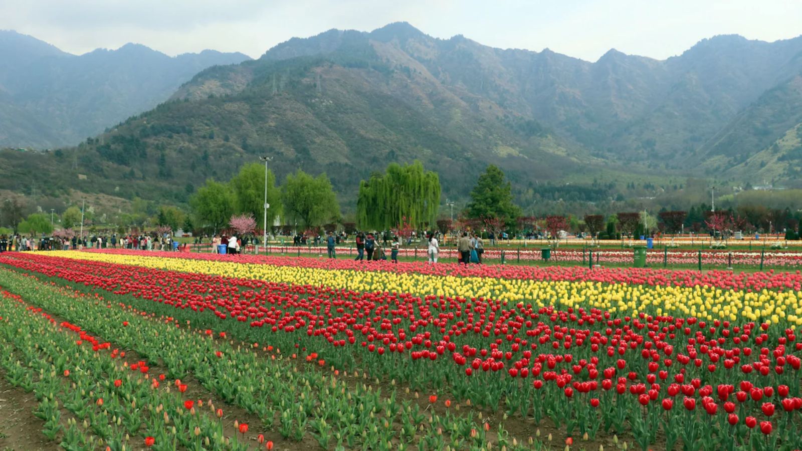 Asia's largest tulip garden in Kashmir opens with 1.8 million blooms