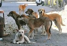 Group of stray dogs on a street in Khammam, India, with children nearby, highlighting stray dog issues.