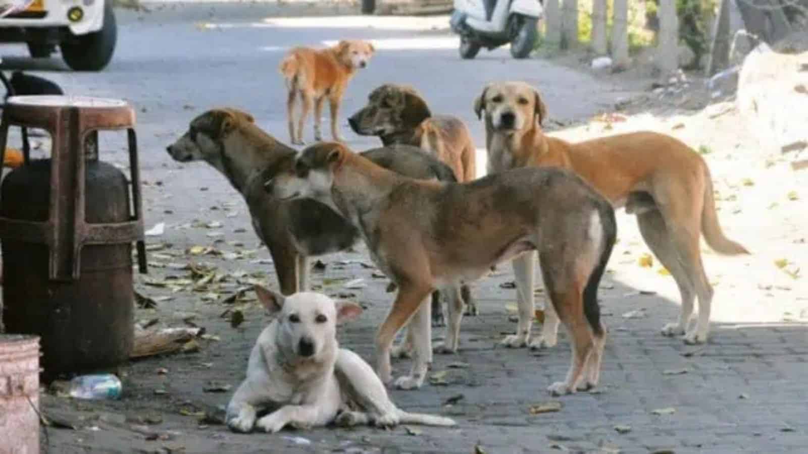 Group of stray dogs on a street in Khammam, India, with children nearby, highlighting stray dog issues.