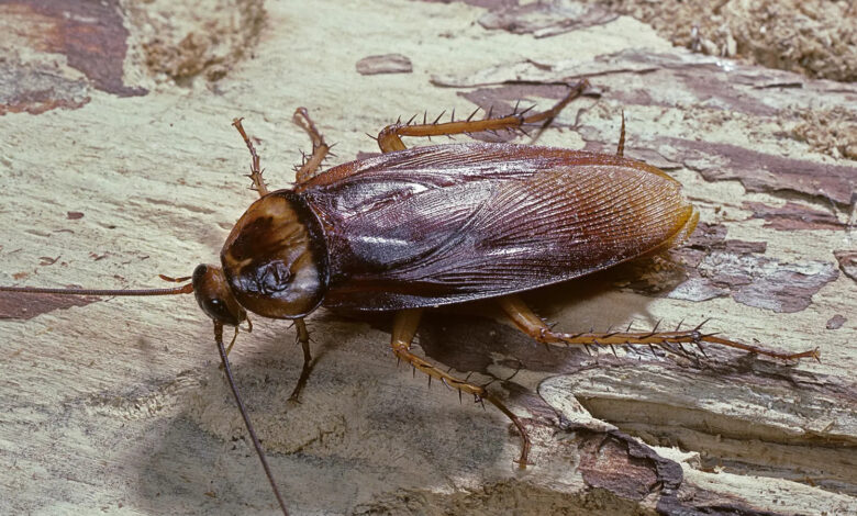 cockroach