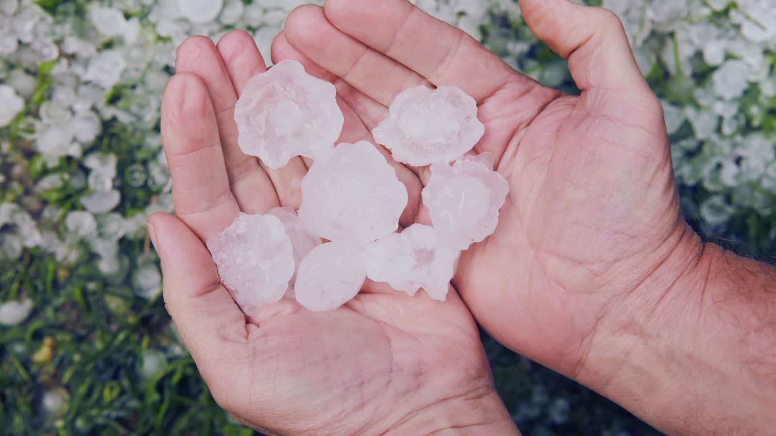 Image shows a person holding big hailstones, highlighting the impact of upcoming heavy rains and hailstorms in Telangana after March 18.