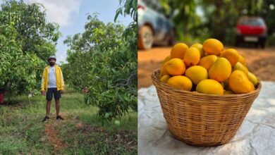 Glimpses of Rent A Tree startup