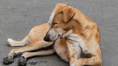 Dog lying on the ground, possibly affected by poisoning, in Telangana's Mancherial district following rec.