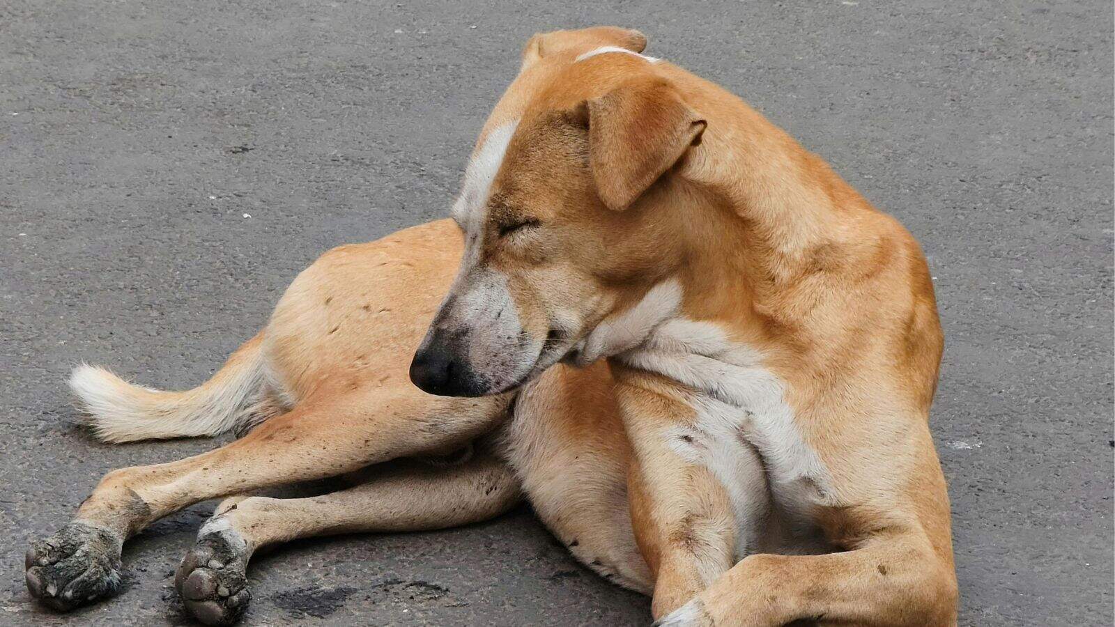 Dog lying on the ground, possibly affected by poisoning, in Telangana's Mancherial district following rec.