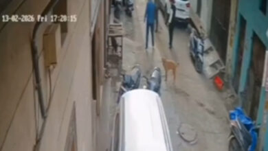 Caged Pig placed outside Muslim houses