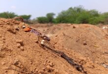 The image shows the skeletons exposed at the graveyard in Kanigiri municipality of Andhra Pradesh after it was destroyed in March, 2026.