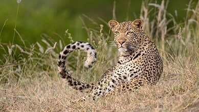 Leopard resting in grassland after entering Sircilla village, causing panic among residents.